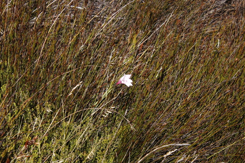 Image of Gladiolus pappei by (c) Tony Rebelo, some rights reserved (CC BY-SA)