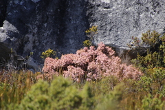 Lamprotis
