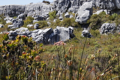 Lamprotis