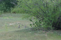 Callipepla douglasii