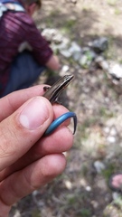 Plestiodon tetragrammus