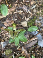 Chiloglottis gunnii