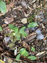 Chiloglottis gunnii