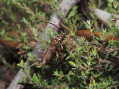 Strongylurus cretifer