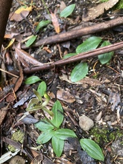 Chiloglottis gunnii