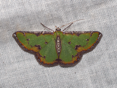 Eucyclodes buprestaria