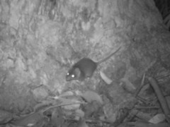 Antechinus flavipes leucogaster