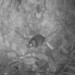 Antechinus flavipes leucogaster - Photo (c) Russell Palmer, some rights reserved (CC BY-NC), uploaded by Russell Palmer