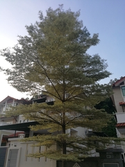 Terminalia molinetii