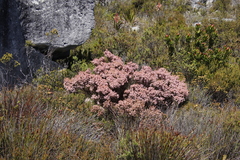 Lamprotis