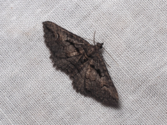 Chrysolarentia plagiocausta