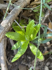 Baccharis plummerae plummerae