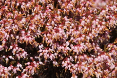 Lamprotis