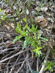 Baccharis plummerae plummerae