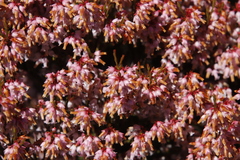 Lamprotis