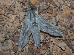 Endoxyla edwardsorum