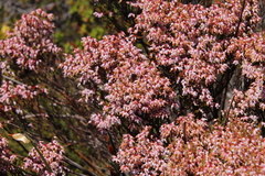 Lamprotis