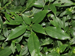 Dendropanax dentiger