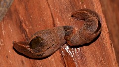 Parmavitrina megastoma