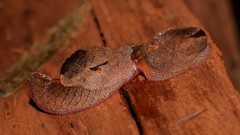 Parmavitrina megastoma