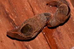 Parmavitrina megastoma