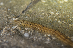 Hesionidae
