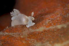 Trapania aureopunctata