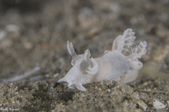 Trapania aureopunctata