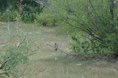 Callipepla douglasii