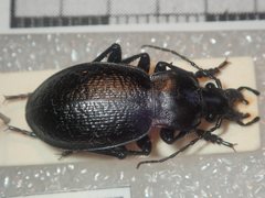 Carabus erosus