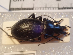Carabus erosus