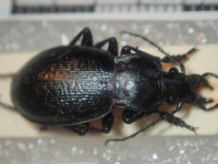 Carabus erosus