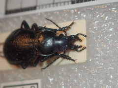 Carabus erosus