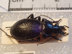 Carabus erosus