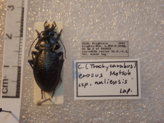 Carabus erosus