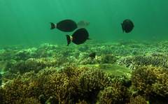 Acanthurus grammoptilus