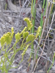 Schizaea bifida
