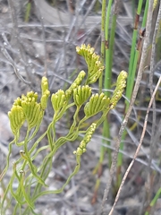 Schizaea bifida