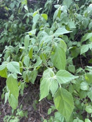 Acalypha glabrata