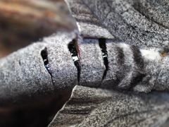 Endoxyla edwardsorum