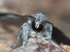 Endoxyla edwardsorum