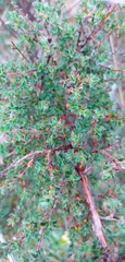 Cliffortia monophylla