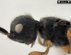 Spilomicrus coelopae