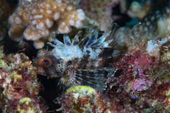 Dendrochirus barberi