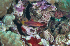 Pseudocheilinus octotaenia