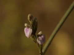 Justicia wynaadensis
