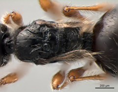 Spilomicrus coelopae