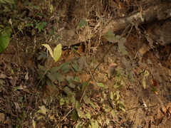 Justicia wynaadensis