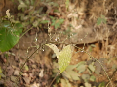 Justicia wynaadensis