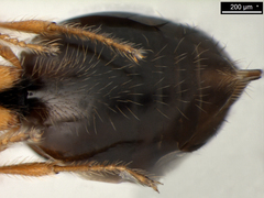 Spilomicrus coelopae